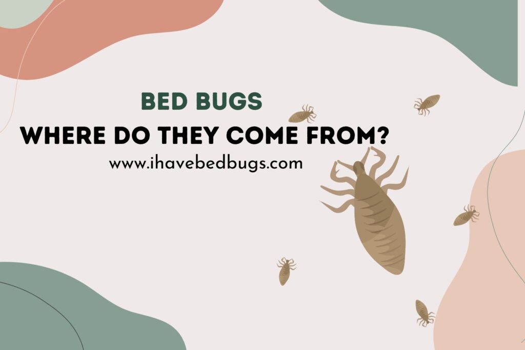 Bed Bugs Where Do They Come From?