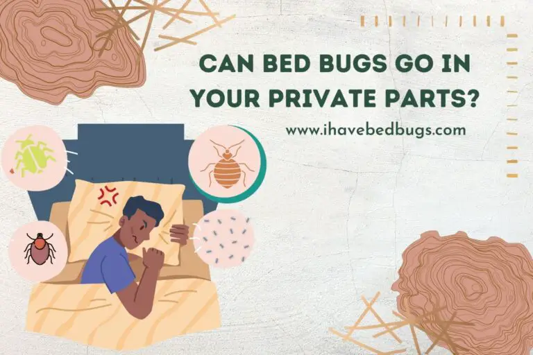 Can Bed Bugs Go in Your Private Parts?