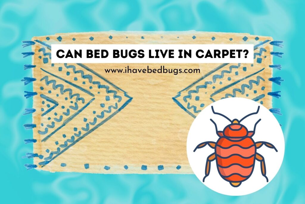 Can Bed Bugs Live in Carpet?