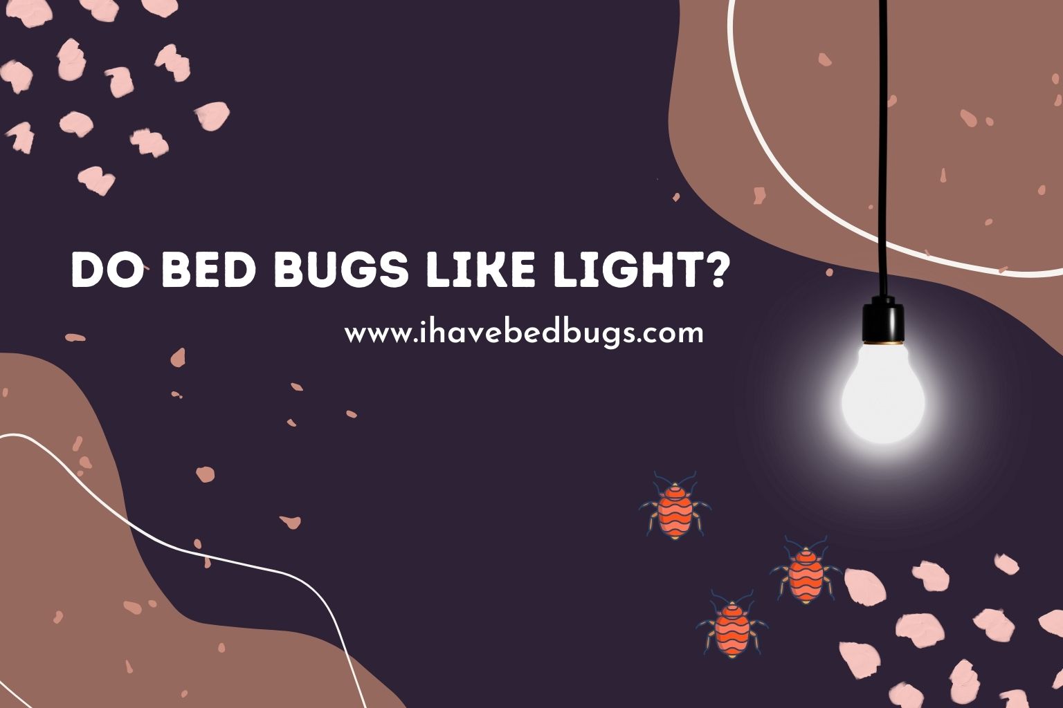 do bed bugs like light