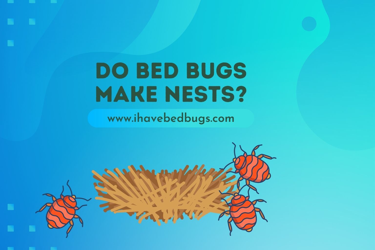 do bed bugs make nests