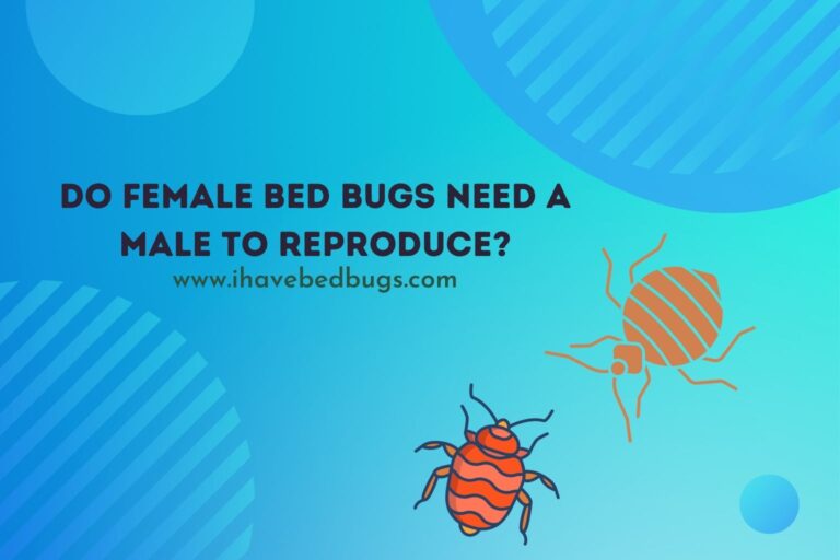 Do Female Bed Bugs Need a Male to Reproduce?
