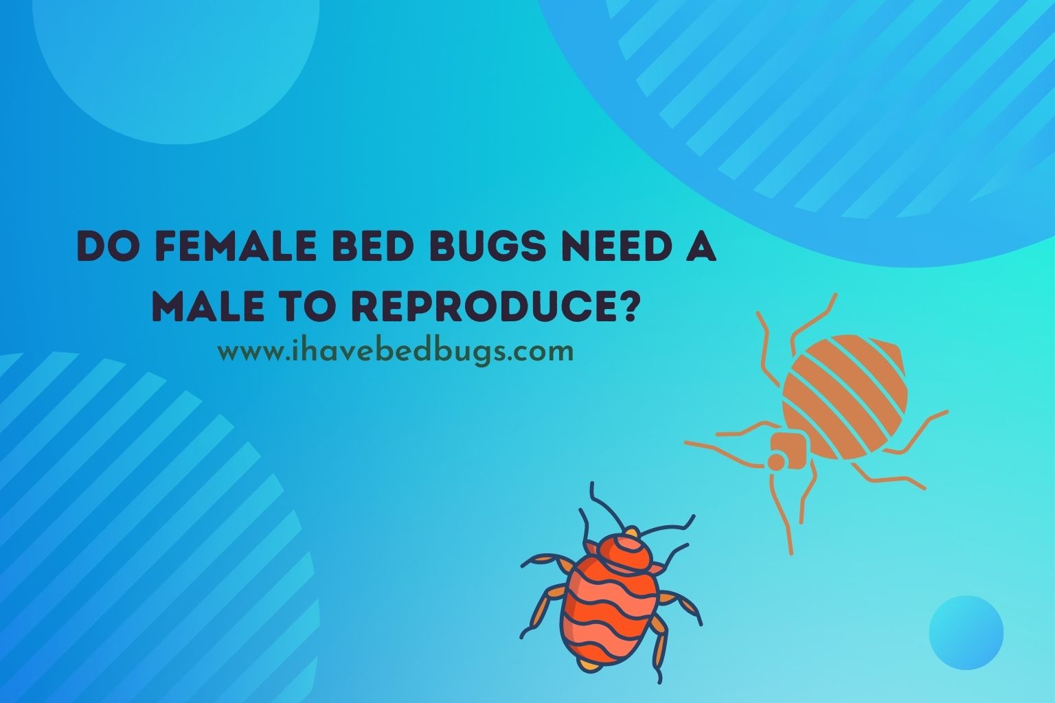 do female bed bugs need a male to reproduce