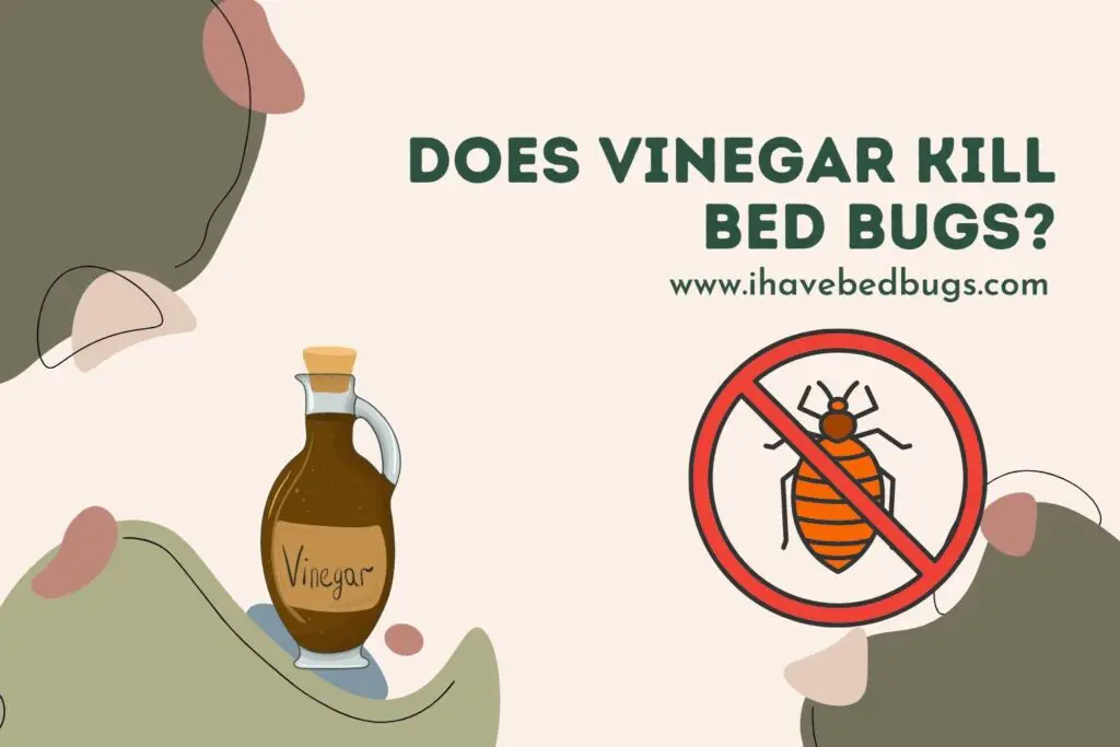 Does Vinegar Kill Bed Bugs?