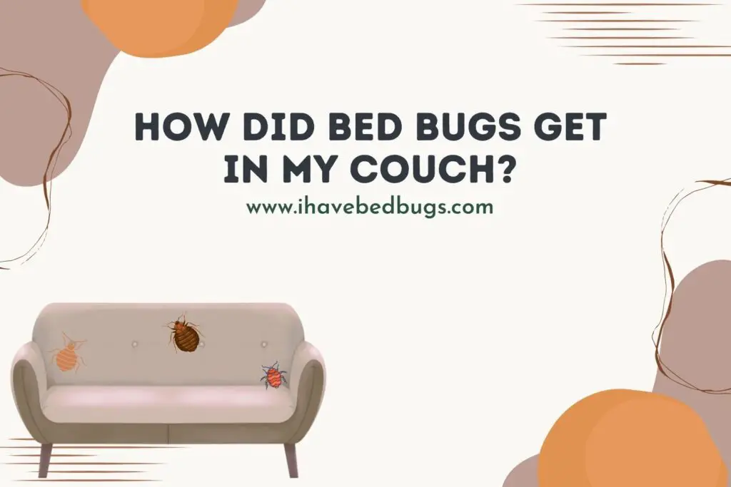 How Did Bed Bugs Get in My Couch?