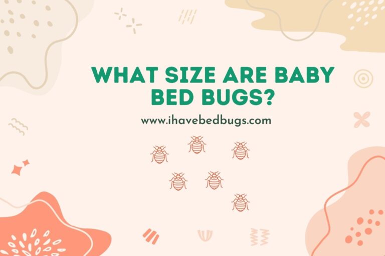 What Size Are Baby Bed Bugs? - Ihavebedbugs.com