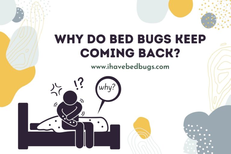 Why Do Bed Bugs Keep Coming Back After Treatment?
