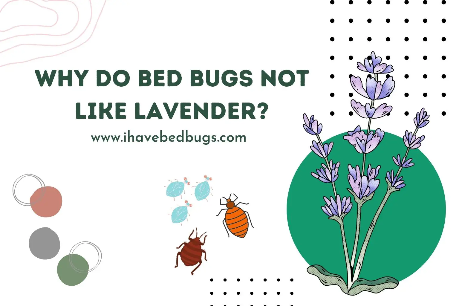 why do bed bugs not like lavender